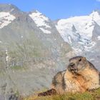 Murmeltier vor dem Großglockner