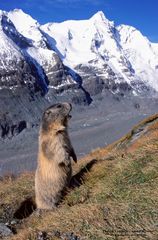 Murmeltier vor dem Großglockner