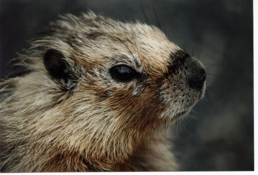 Murmeltier (yellow-bellied Marmot)
