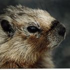 Murmeltier (yellow-bellied Marmot)