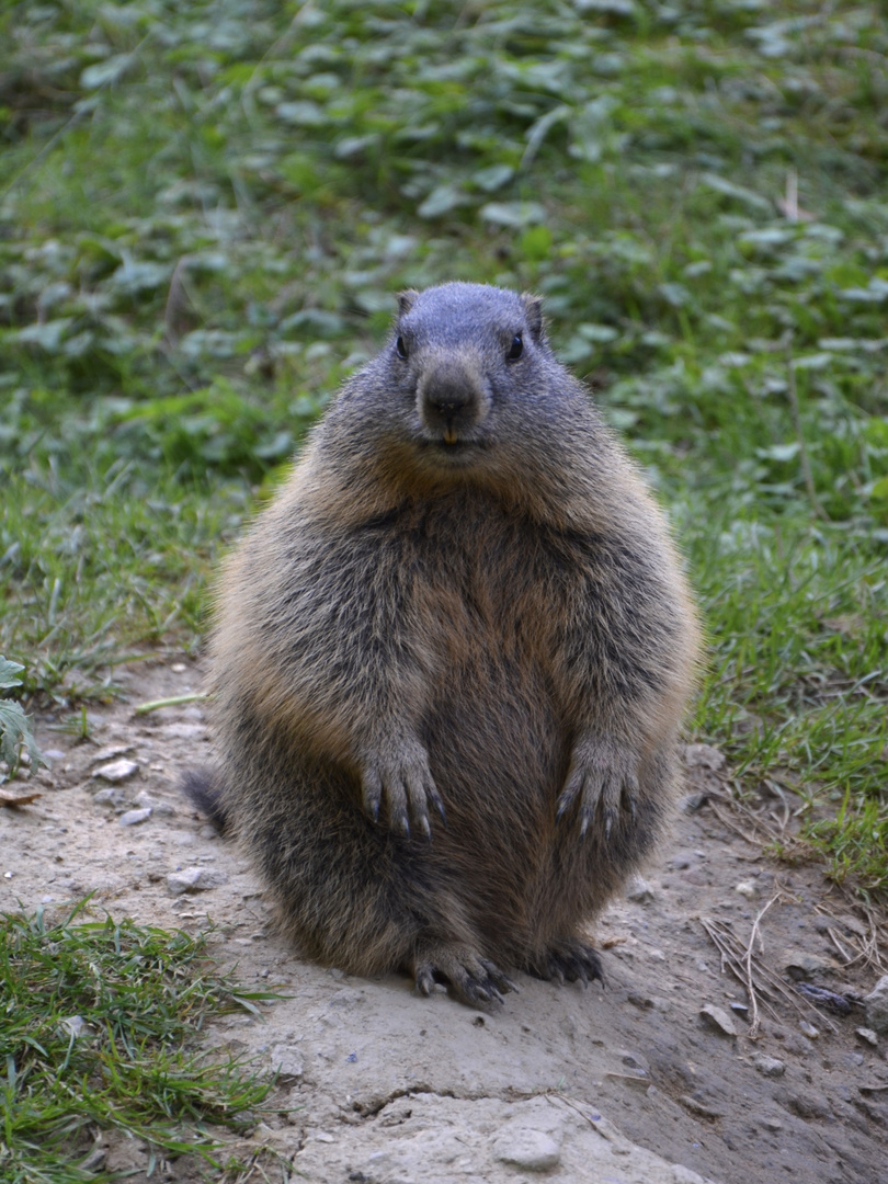 Murmeltier Zoo Osnabrück 9.9.23