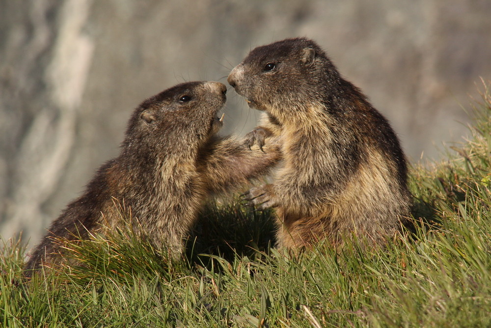 Murmeltiere 2 (Marmota marmota)