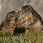 Murmeltiere 2 (Marmota marmota)