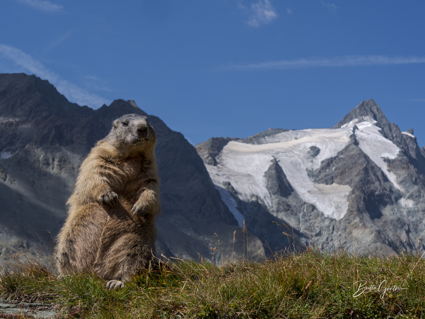 Murmeltiere am Großglockner