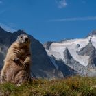 Murmeltiere am Großglockner