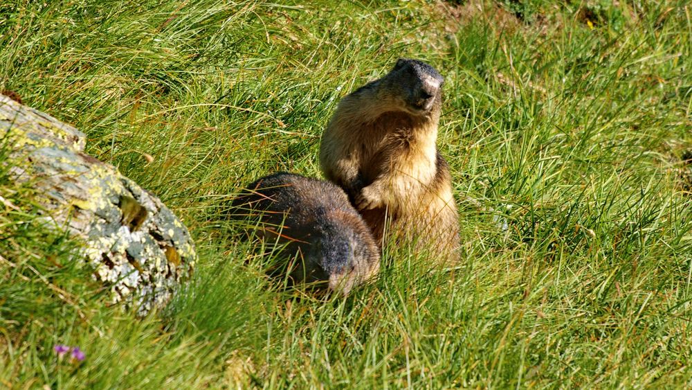 Murmeltiere am Großglockner III