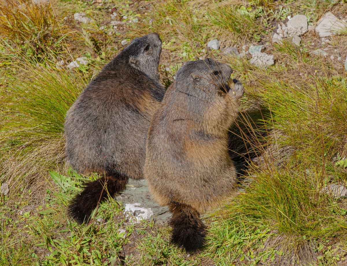 Murmeltiere am Großklockner