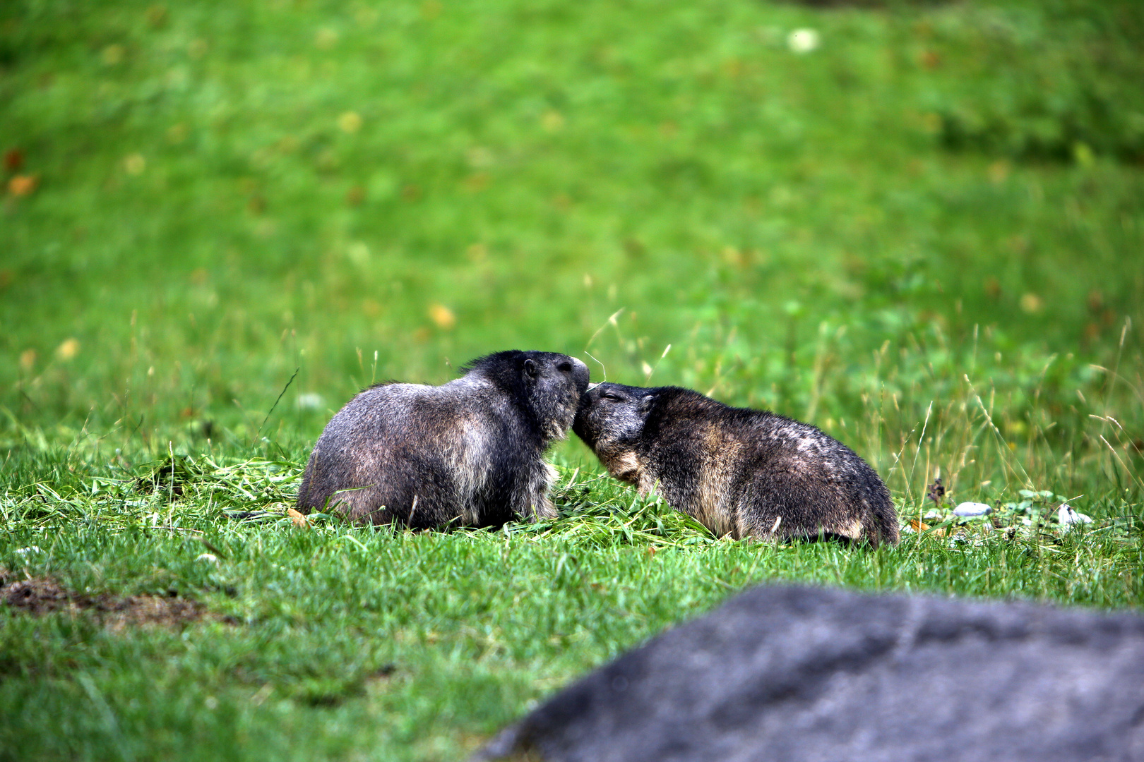 Murmeltiere - Annäherungsversuch mit Erfolg