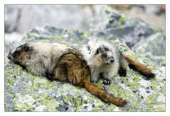 Murmeltiere at Lake O'Hara