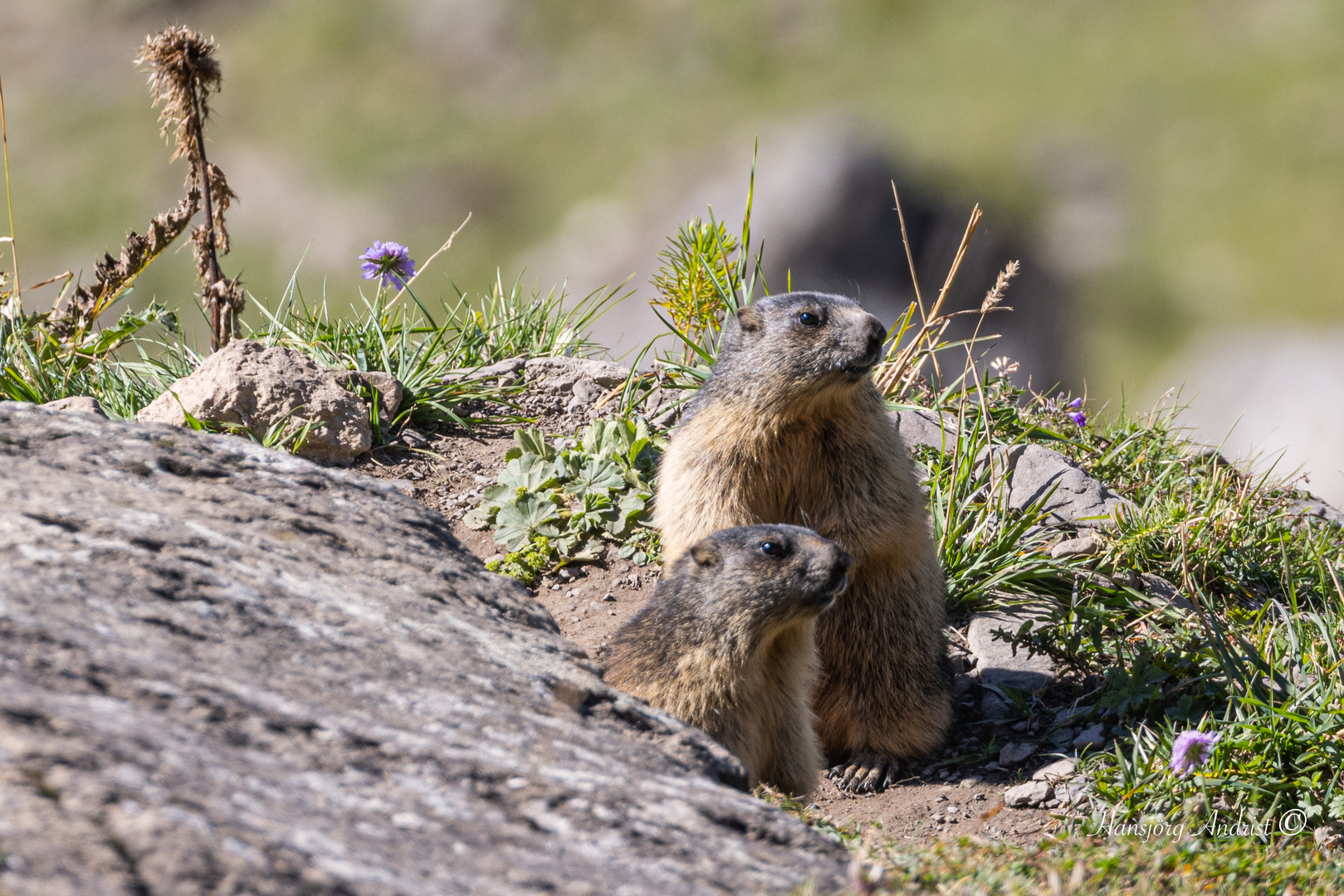 Murmeltiere auf Wache