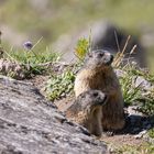 Murmeltiere auf Wache