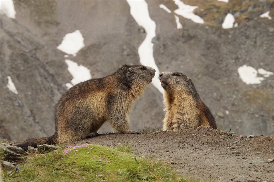 Murmeltiere beobachtung