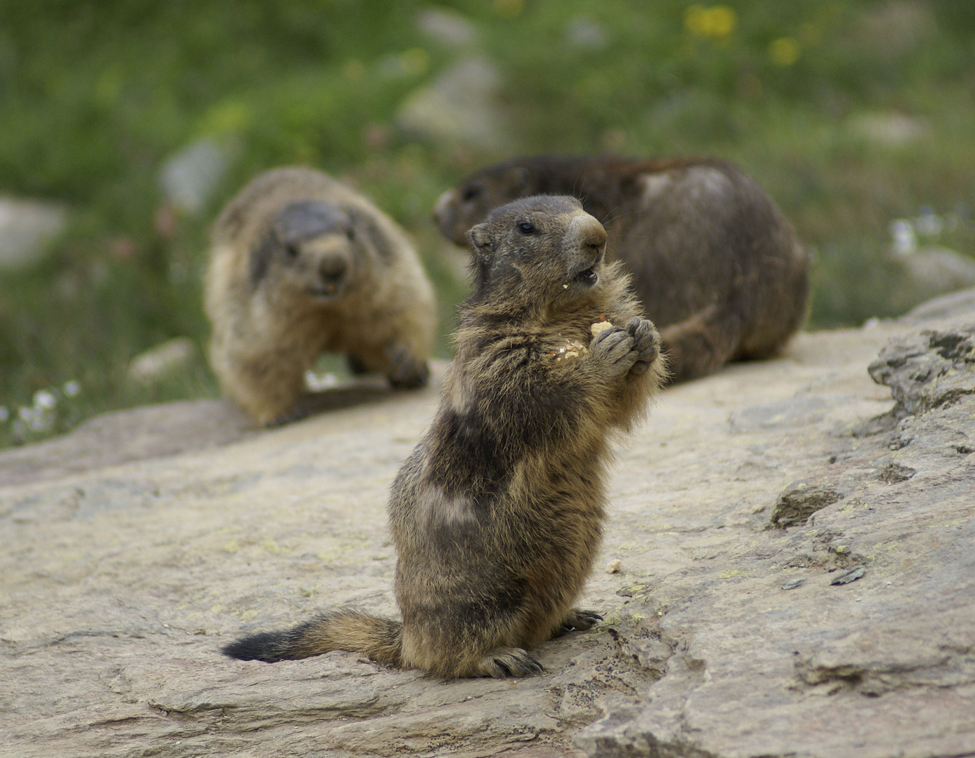 Murmeltiere im Oberland