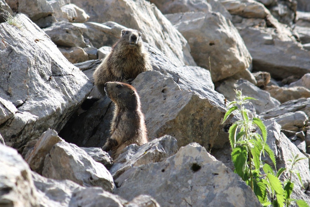 Murmeltiere in den Berner Alpen.