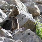 Murmeltiere in den Berner Alpen.