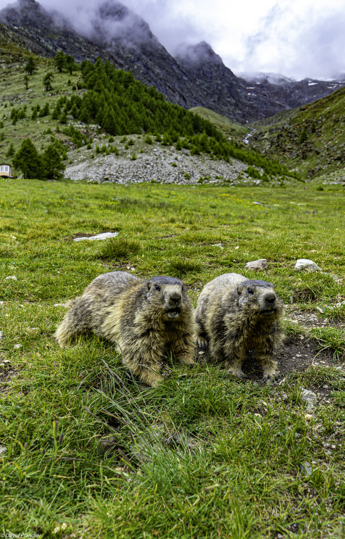 Murmeltiere in Saas-Fee