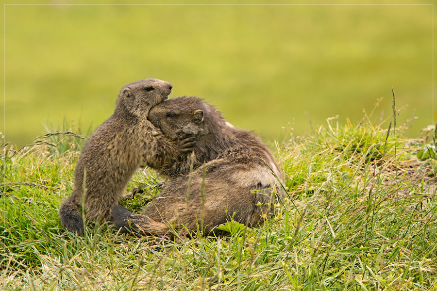 Murmeltiere (Marmota)