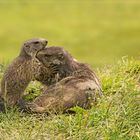 Murmeltiere (Marmota)