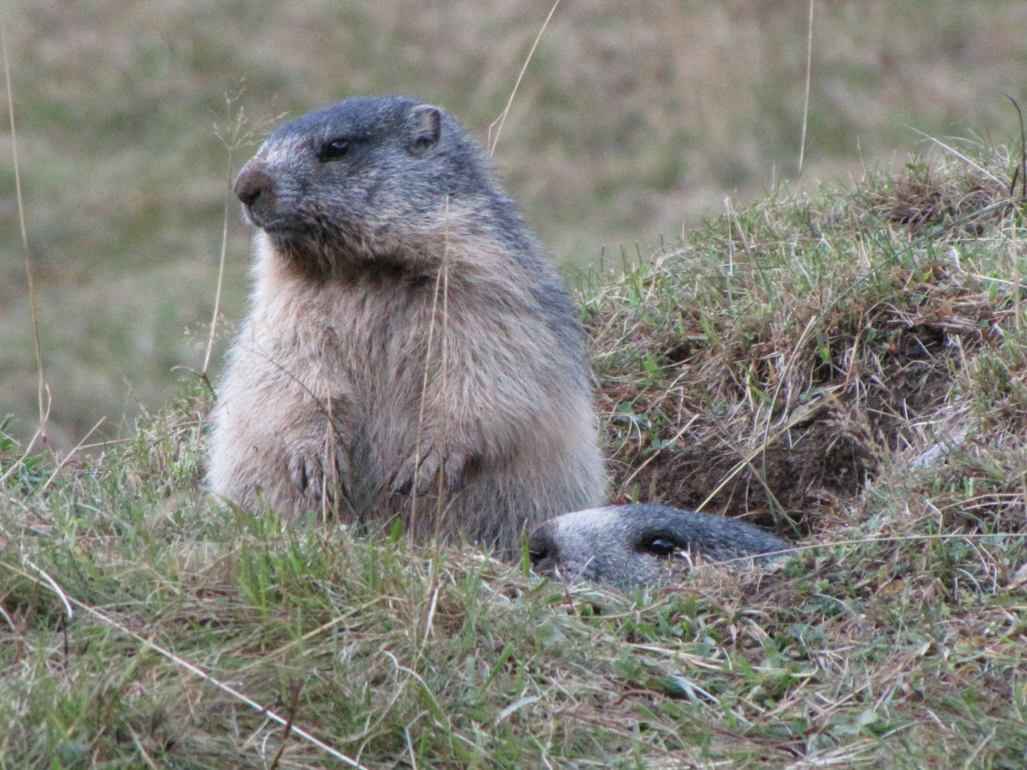 Murmeltiere oder auch Alpenpfeiffschweine genannt