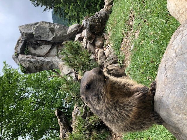 Murmeltiere zum anfassen nur bei uns