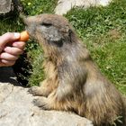 Murmeltierfütterung am Dachstein