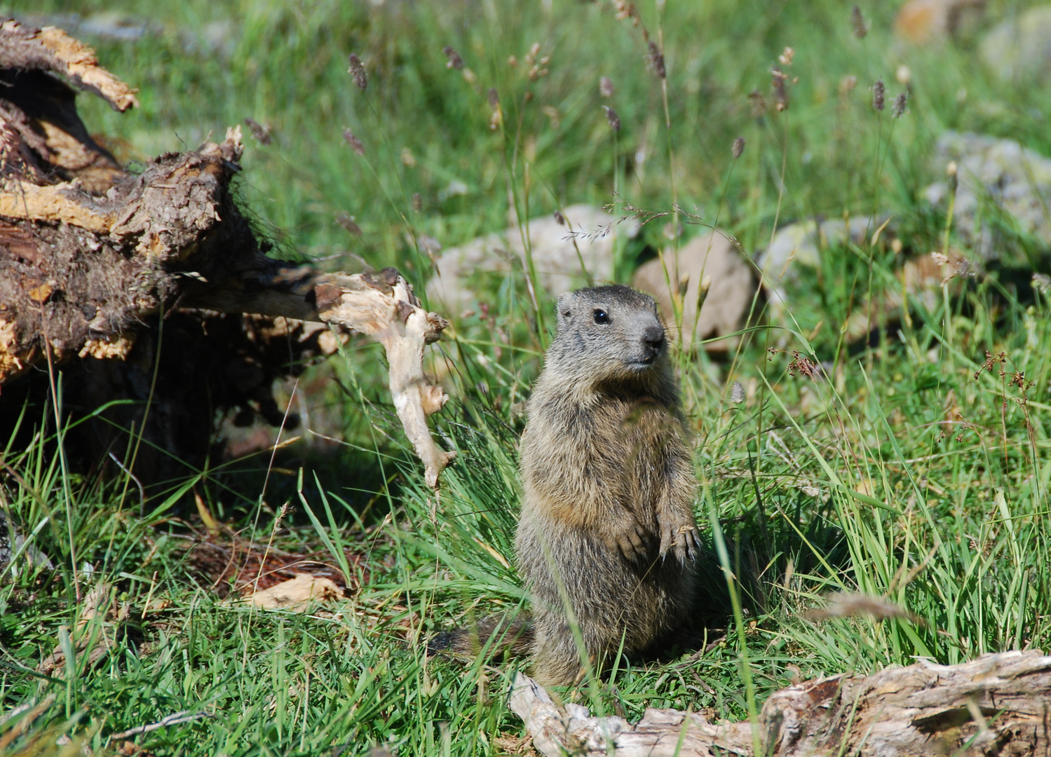 Murmeltiermännchen