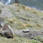 Murmeltiermutti ist einfach gut zum abstützen