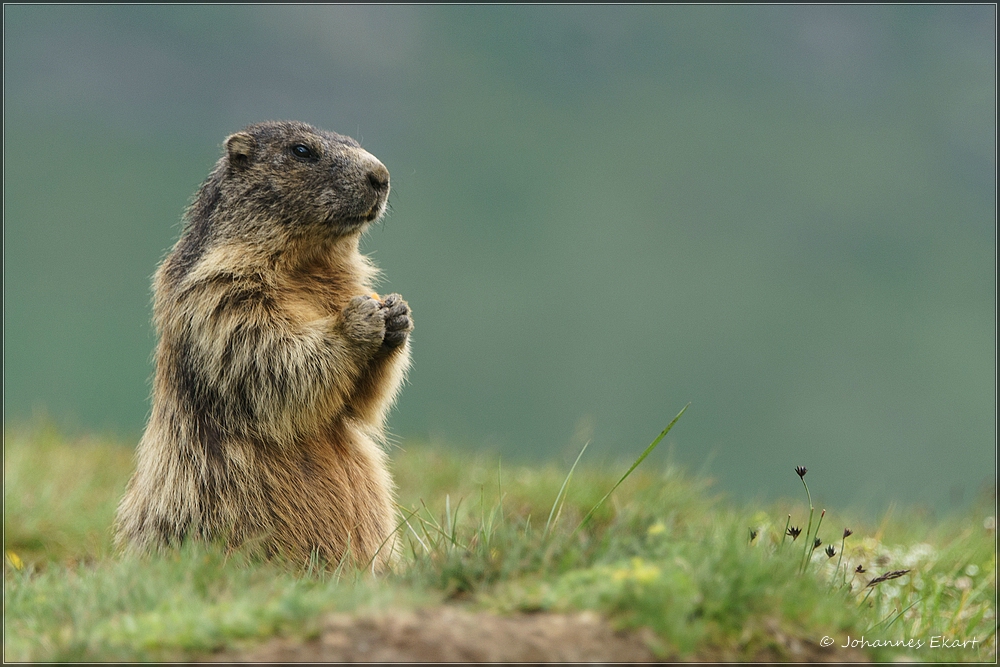 Murmeltiertag Foto & Bild tiere, wildlife, säugetiere Bilder auf