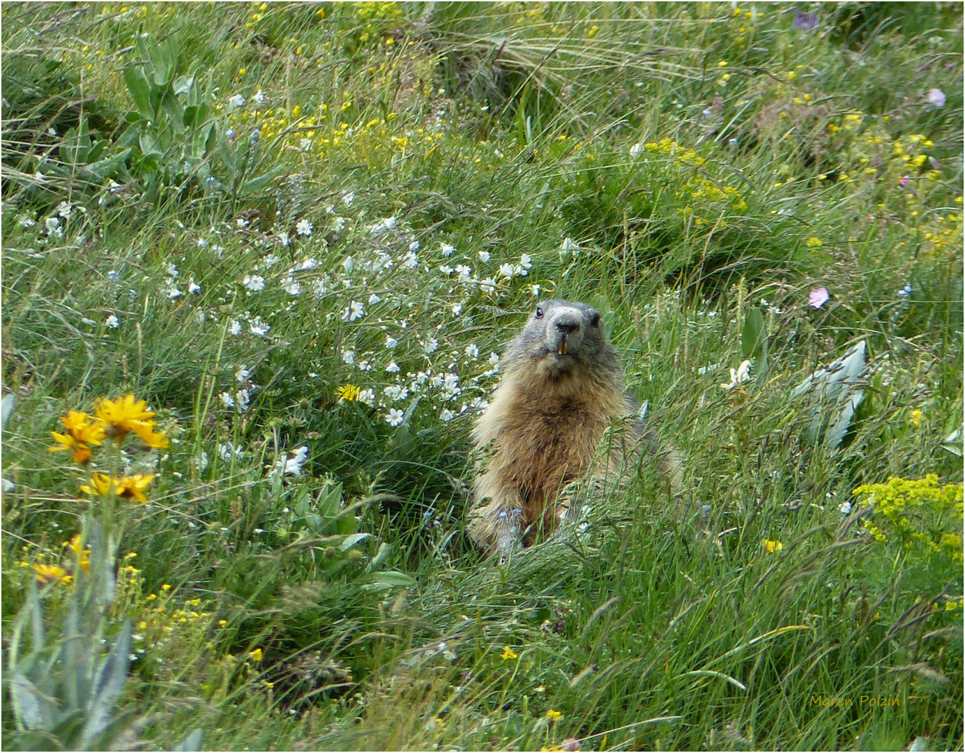 Murmeltiertag