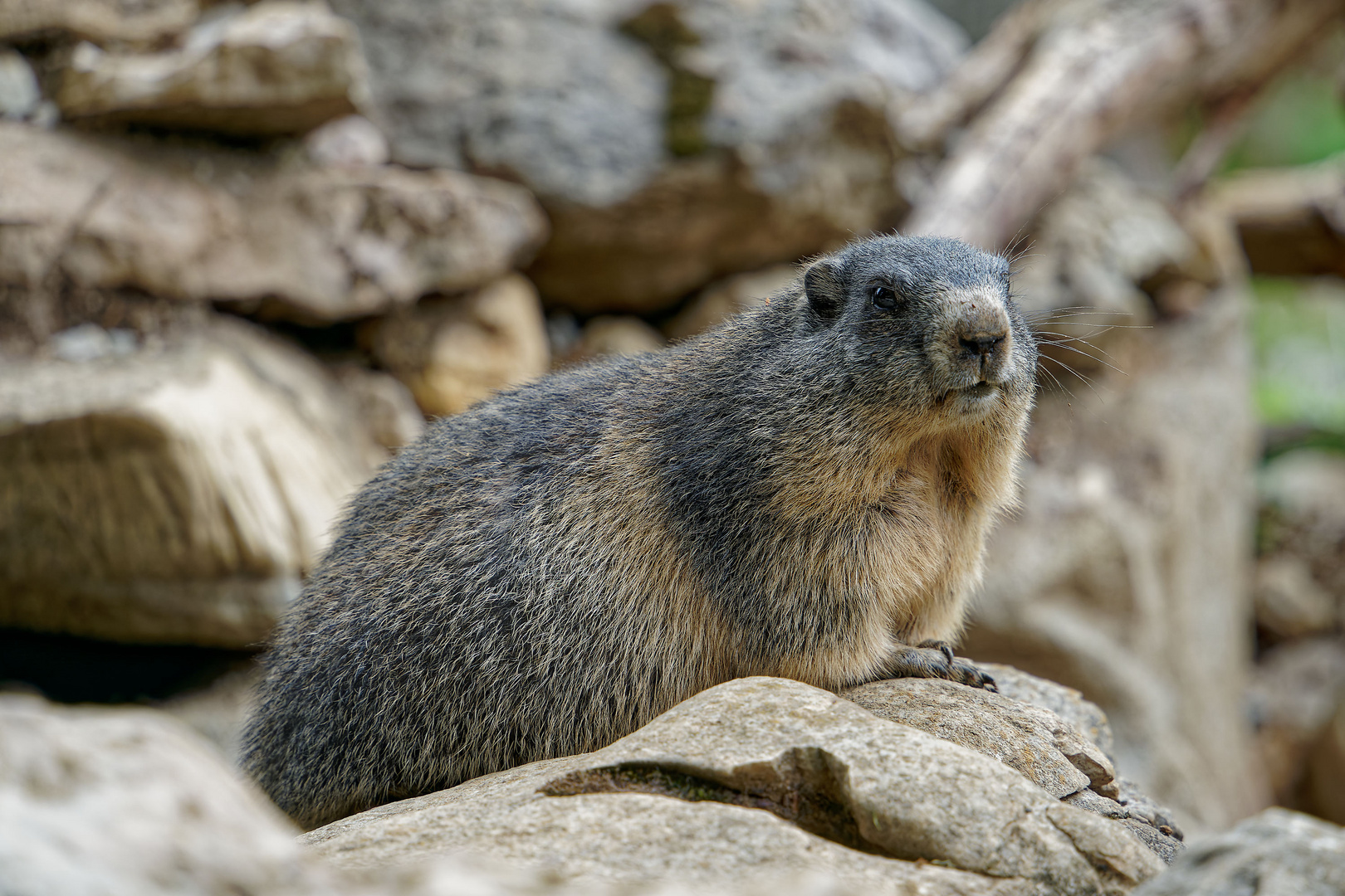 Murmeltiertag Foto & Bild tiere, wildlife, säugetiere Bilder auf