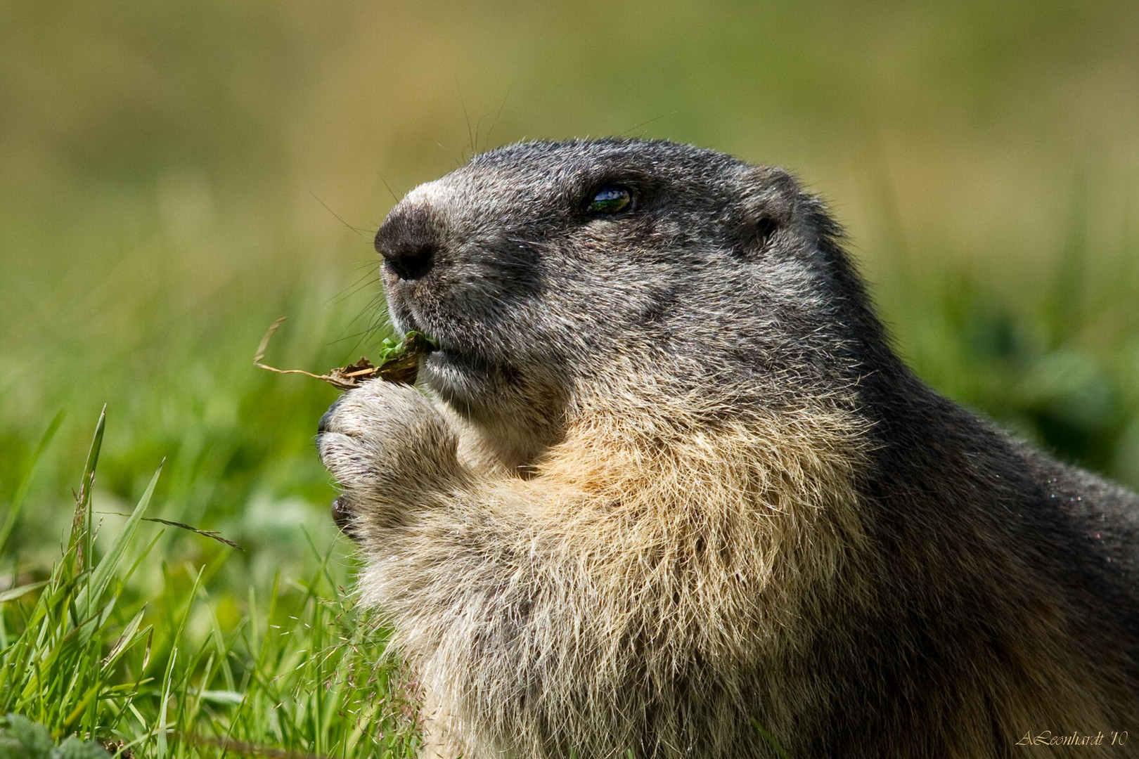 Murmeltiertag im Schweizer Wallis.... Foto & Bild tiere, wildlife