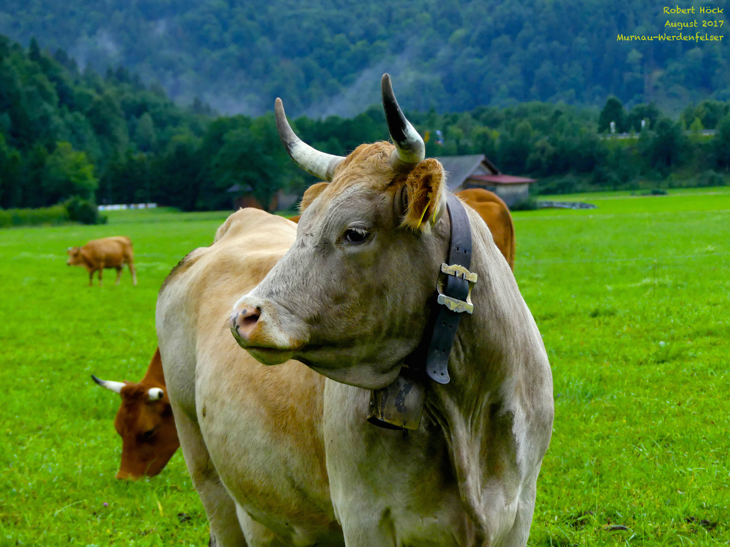 Murnau-Werdenfelser Kuh in Bayern, ein besonders helles Exemplar