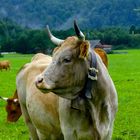 Murnau-Werdenfelser Kuh in Bayern, ein besonders helles Exemplar