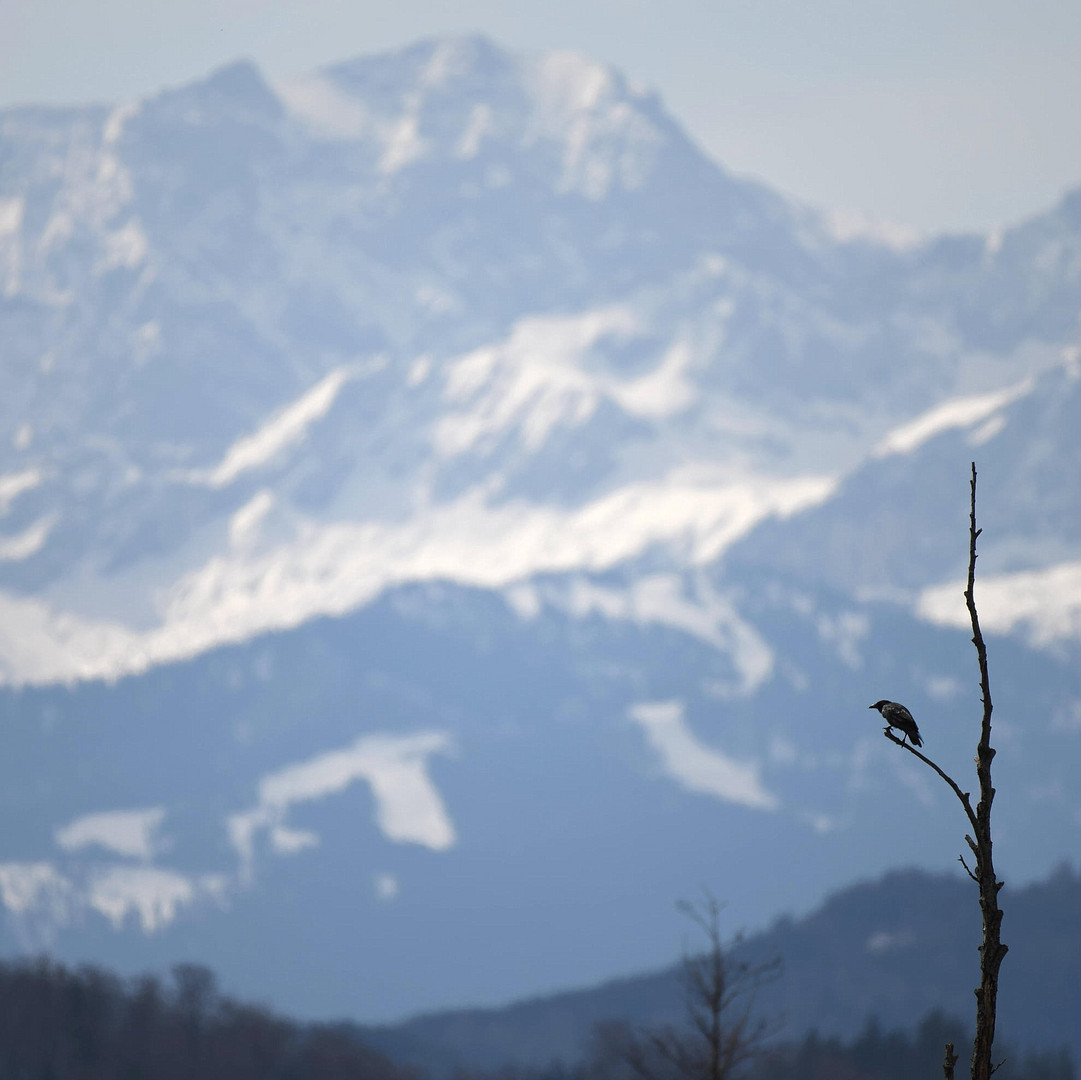 Murnauer Moos mit 500 mm 