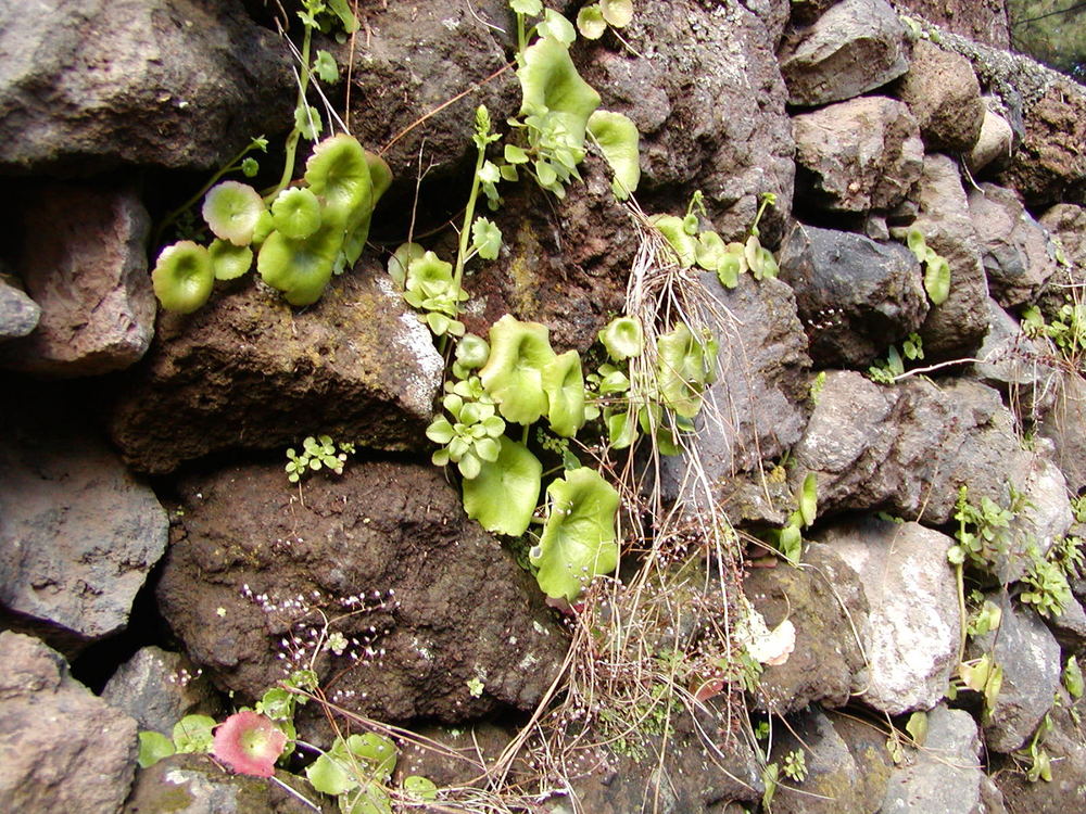 Muro con vida propia.