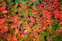 Muro di foglie