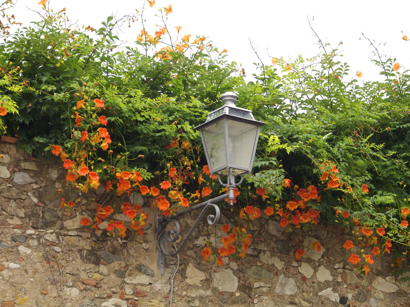 muro e fiori