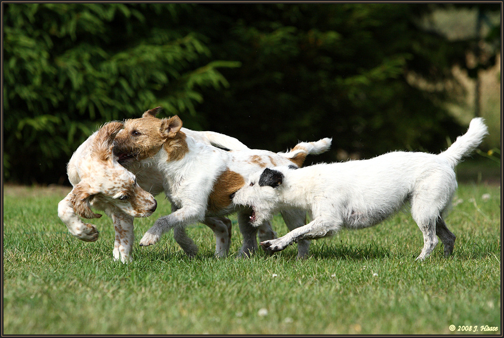 ... Murphy - allein unter Terriern ...