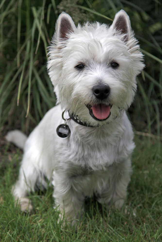 Murphy als Fotomodell (West Highland White Terrier)