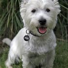 Murphy als Fotomodell (West Highland White Terrier)