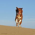 Murphy auf der Sanddüne