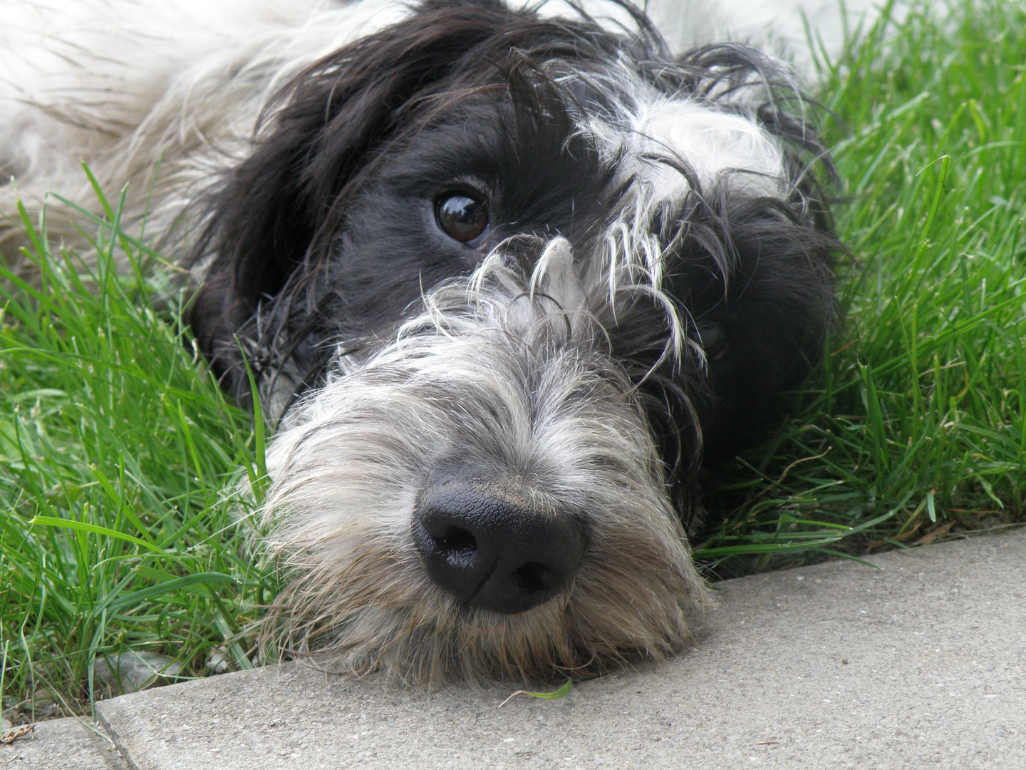 Murphy beim relaxen