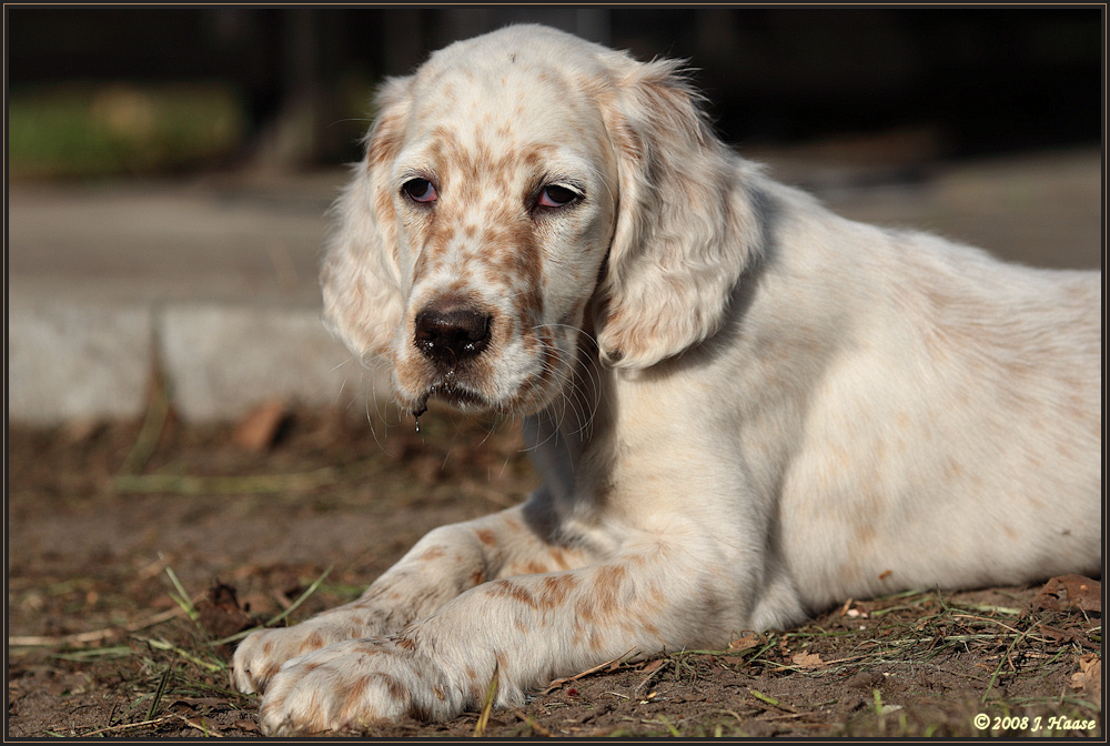 ... Murphy - ein Portrait ...