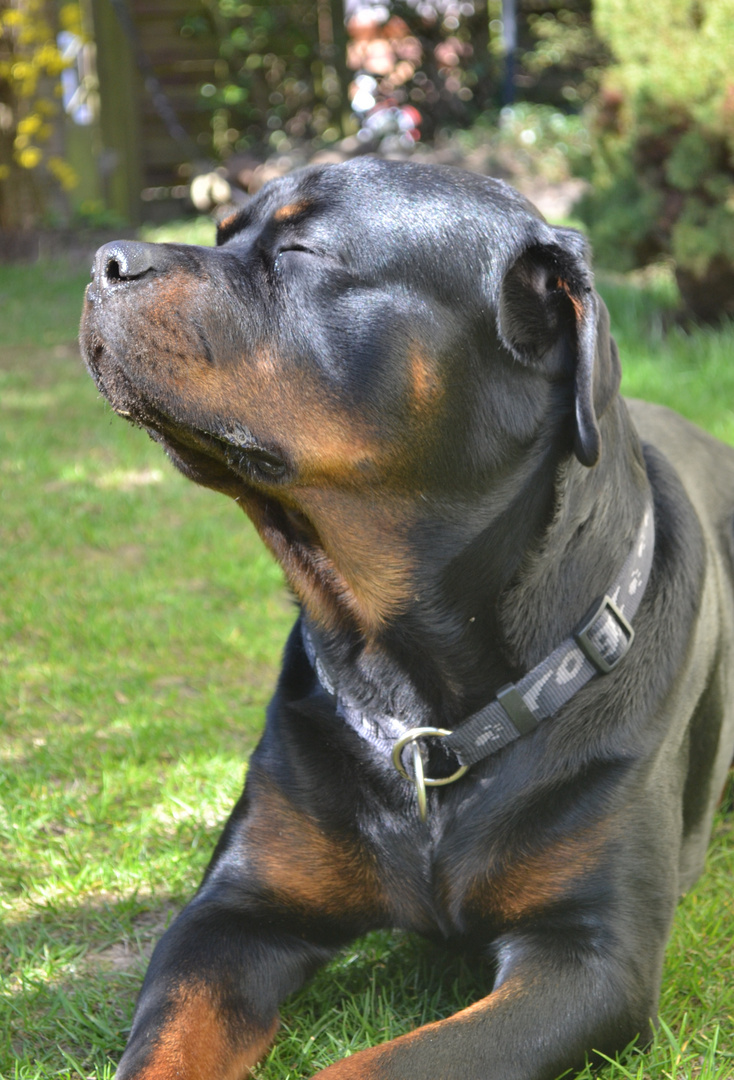 Murphy genießt die Sonne