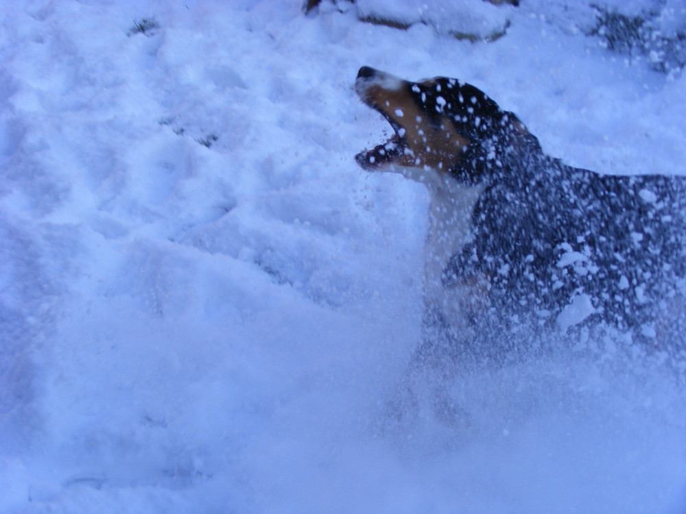 Murphy im Schnee