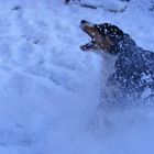 Murphy im Schnee