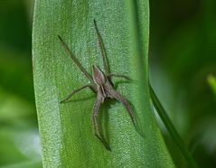 Murphy the Spider