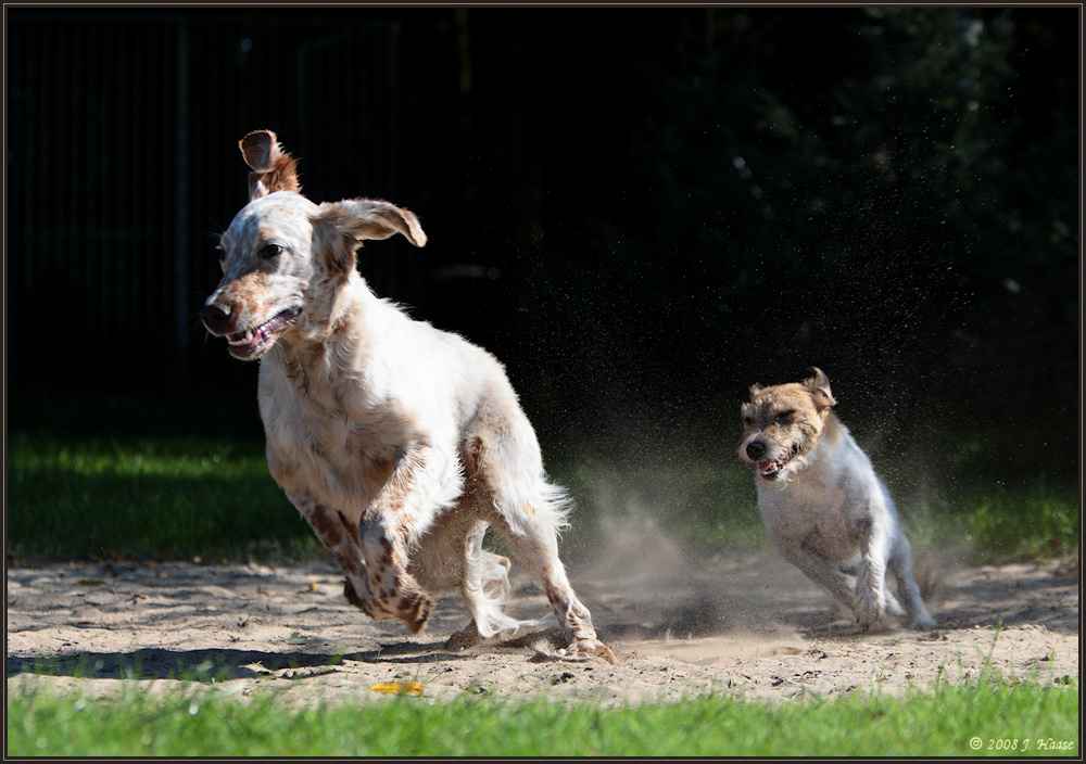 ... Murphy und Flipper - schwungvoll ...