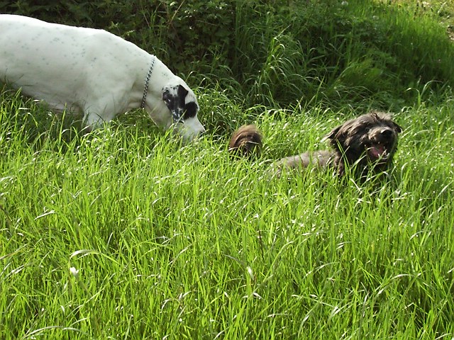 Murphy und Lucky