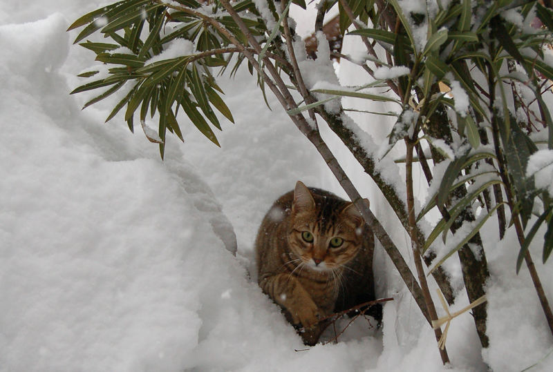 Murphy und Schneefall im Ticino....